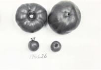 Click for 1 image(s) for this accession. FRUIT